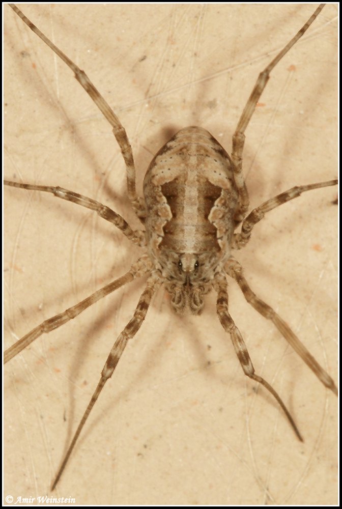 Opiliones d''Israele - No 7: Phalangium savigni